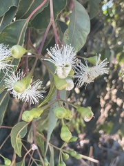 Corymbia calophylla