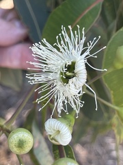 Corymbia calophylla