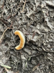 Buzoniinae