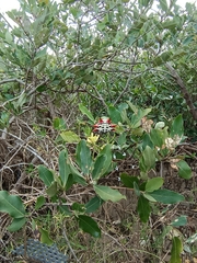 Gasteracantha cancriformis