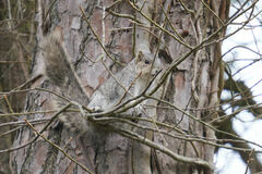 Sciurus niger cinereus