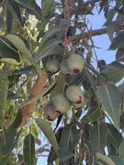 Corymbia calophylla