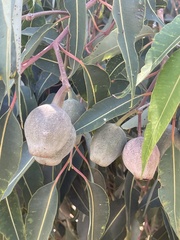 Corymbia calophylla