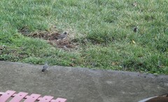 Junco hyemalis hyemalis