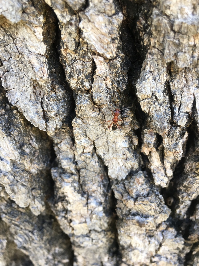 Cockroach Wasps from 163 Heather Ridge Ct, Weatherford, TX, US on ...