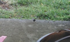 Junco hyemalis