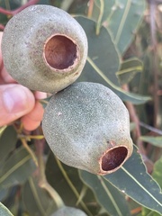 Corymbia calophylla