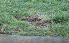 Junco hyemalis hyemalis
