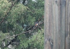 Pipilo erythrophthalmus