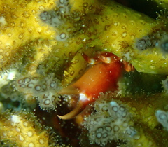 Tetralia