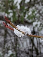 Acer pensylvanicum