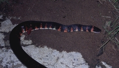 Oxyrhopus clathratus