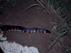 Oxyrhopus clathratus