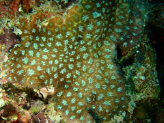 Leptastrea