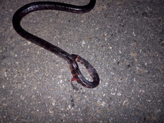 Oxyrhopus clathratus