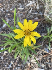 Gazania linearis