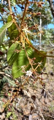 Hirtella glandulosa