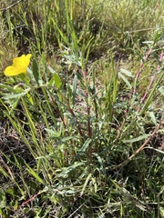 Camissoniopsis