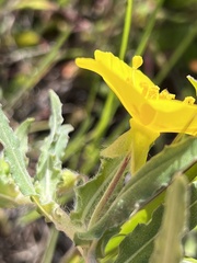 Camissoniopsis