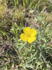Camissoniopsis