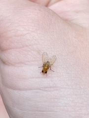 Neogriphoneura