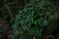 Rhaphidophora hongkongensis