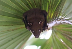 Cynopterus sphinx