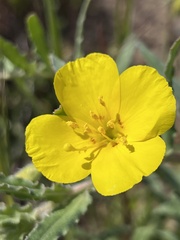 Camissoniopsis