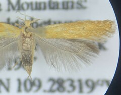 Monochroa placidella