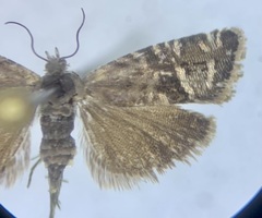 Grapholita vitrana