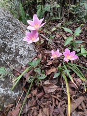 Zephyranthes carinata