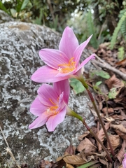 Zephyranthes carinata