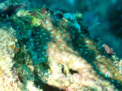 Leptastrea