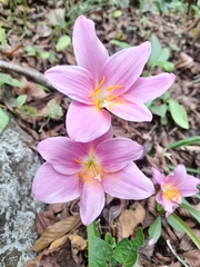 Zephyranthes carinata