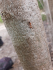 Pseudomyrmex gracilis