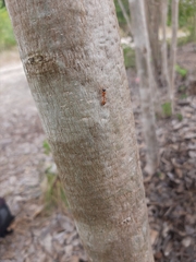 Pseudomyrmex gracilis