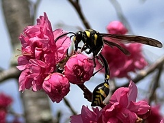 Phimenes flavopictus