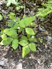 Rubus pubescens