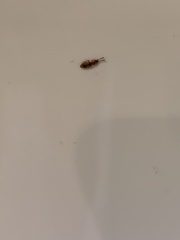 Cryptamorpha desjardinsi