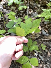 Rubus pubescens