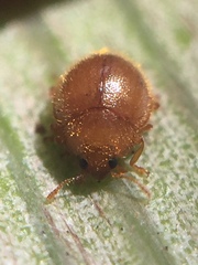 Adoxellus flavihirtus