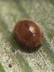Adoxellus flavihirtus