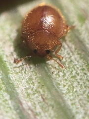 Adoxellus flavihirtus