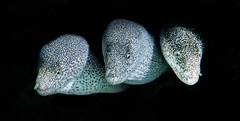 Gymnothorax pictus