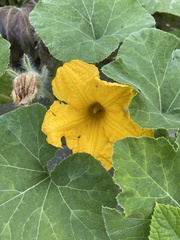 Cucurbita moschata
