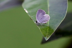 Neopithecops zalmora