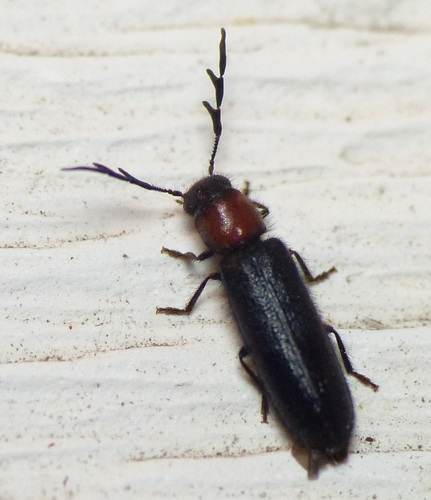 Thoracic Checkered Beetle photo 2