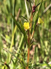 Camissonia strigulosa
