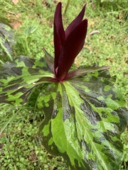 Trillium kurabayashii