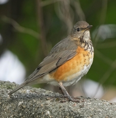 Turdus hortulorum
